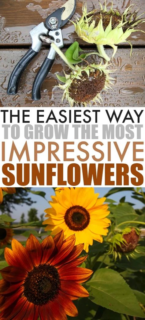 Patio Garden Ideas Layout, Sunflower Types, Sunflower Garden Ideas, Growing Sunflowers From Seed, Garden Ideas Layout, Tiny Community, Sunflower Varieties, How To Grow Sunflowers, Garden Ideas Large