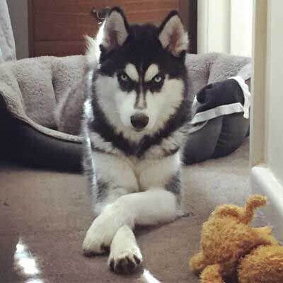 Crazy Husky, Siberian Husky Funny, Beware Of Dog Sign, Cool Dogs, Husky Faces, Husky Funny, Care Less, Dog Picture, Beware Of Dog