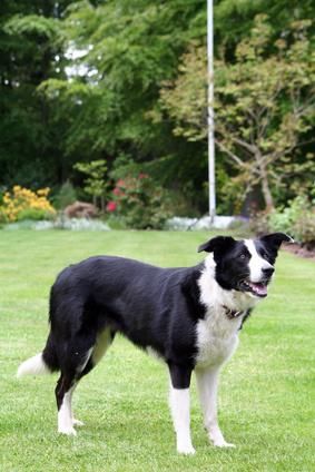 Smooth Coat Border Collie Information. We only ever have smooth coats. less burs on the farm! Border Collie Smooth Coat, Border Collie Haircut, Smooth Coat Border Collie, Livestock Dogs, Short Haired Border Collie, Small Holding, Karelian Bear Dog, Collie Breeds, Guard Dog Breeds