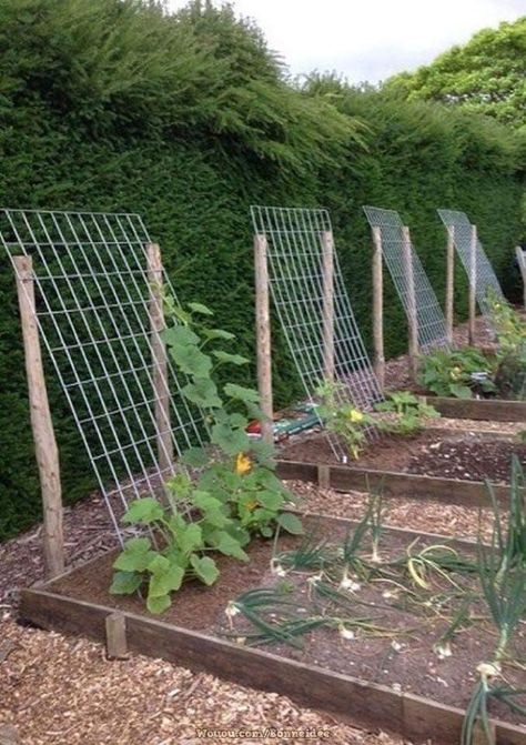 Plantarea Legumelor, Small Vegetable Gardens, Vegetable Garden For Beginners, Plants Growing, Diy Raised Garden, Backyard Vegetable Gardens, Raised Garden Beds Diy, Walled Garden, Have Inspiration