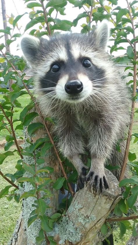 Our little raccoon Luna More Raccoon In Nature, Raccoon Photography, Raccoon Face, Raccoon Tattoo, Trash Pandas, Pet Raccoon, Baby Raccoon, Cute Raccoon, Trash Panda