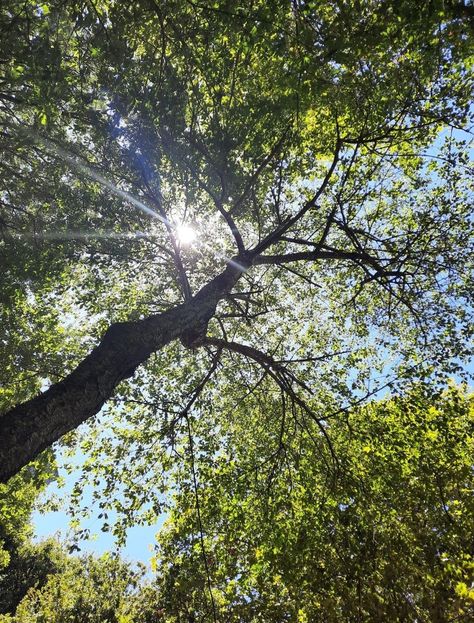 Light Filtering Through Trees, Sunshine Through Trees, Sun Peeking Through Trees, Sun Through Trees Aesthetic, Summer Trees Aesthetic, Light Green Nature Aesthetic, Sunlight Through Trees Painting, Tree Leaves Photography, Sun Kissed Aesthetic