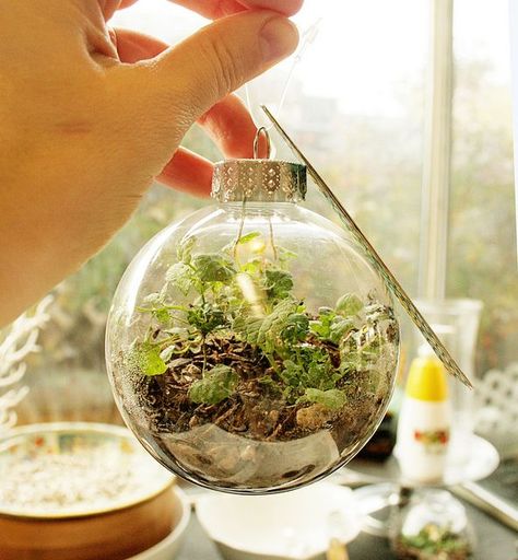 Terrarium Ornament #handsonscience #homeschool #earthscience Make A Terrarium, Diy Christmas Tree Ornaments, Clear Ornaments, Thrifty Living, Garden Christmas, Terrarium Diy, Garden Terrarium, Terraria, Succulent Terrarium