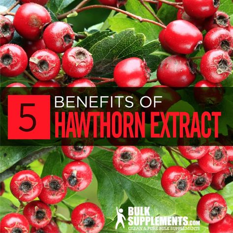 Hawthorn Berries Benefits, Hawthorn Berry Benefits, Hawthorn Benefits, Berry Benefits, Cholesterol Meals, Hawthorn Berries, Benefits Of Berries, Hawthorn Berry, Berry Tea