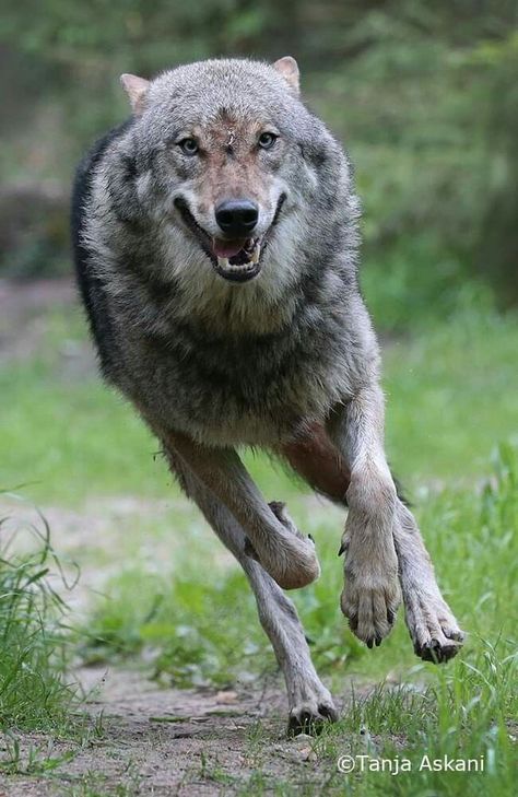 Wolf Poses, Wolf Running, Dog Anatomy, Wolf Photos, Animal Study, Wolf Love, Wolf Pictures, Beautiful Wolves, Wild Dogs