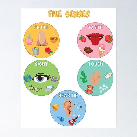 Get my art printed on awesome products. Support me at Redbubble #RBandME: https://www.redbubble.com/i/poster/Five-Senses-Poster-5-Senses-Classification-Game-Preschool-Kindergarten-Human-Body-Montessori-by-Radouane-Hikki/156991220.LVTDI?asc=u 5 Senses Board Preschool, 5 Senses Poster Preschool, 5 Sense Organs Chart, Sense Organs For Kindergarten, 5 Senses Crafts Preschool, 5 Senses Poster, 5 Sense Organs, Five Senses Poster, Sense Organs Chart