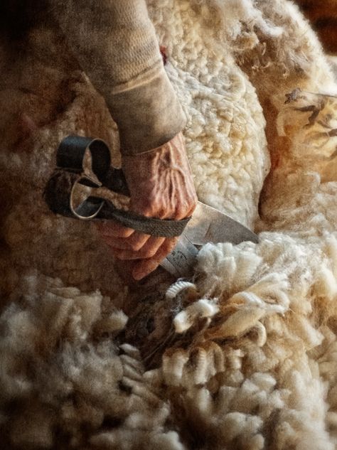 Wool From Sheep, Shepherds Cottage, Shearing Sheep, Sheep Herding, The Thorn Birds, Wool Sheep, Baa Baa Black Sheep, Sheep Shearing, Sheep Breeds