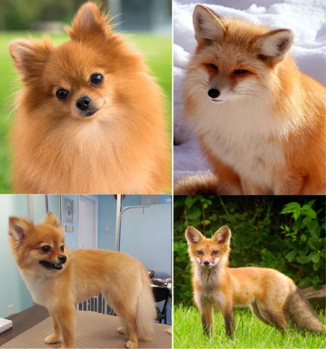 Fox Pomeranian, Pomeranian Puppy Haircut, Pomeranian Breed, Pure Breed Dogs, Pomeranian Lovers, Teddy Bear Dog, Animal Fun, Fox Face, Amazing Dogs