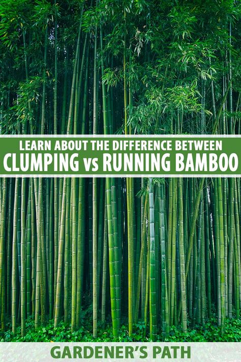 Clumping bamboo and running bamboo behave very differently from each other, and both have their pros and cons for use in the landscape. Learn the notable characteristics of each bamboo type, their upsides and downsides, and where to put each in your landscape now on Gardener's Path. #bamboo #gardening #gardenerspath Clumping Bamboo Landscaping, Bamboo Pathway, Bamboo Screening Plants, Bamboo Privacy Hedge, Bamboo Landscaping, Non Invasive Bamboo, Rock Wall Landscape, Garden Remodel, Bamboo Privacy Fence