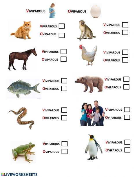 Oviparous And Viviparous Animals, Viviparous Animals, Animals Worksheet, Oviparous Animals, Summer Camp Activities, Camp Activities, Primary Science, Animal Worksheets, Food Chains