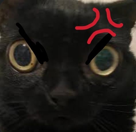 Silly Emojis For Discord, Cat Emoji For Discord, Emoji Ideas For Discord, Cat Emotes Discord, Silly Discord Emojis, Cat Stickers Discord, Funny Emotes Discord, Discord Sever Picture, Discord Reaction Images