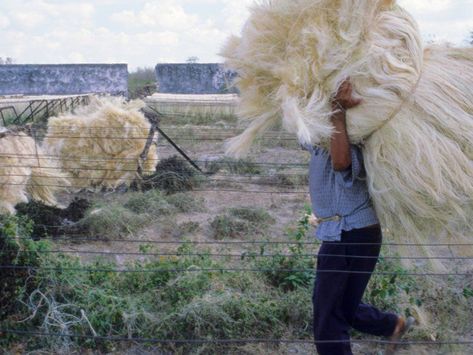 Levi's found a way to make hemp feel like cotton, and it could have big implications for your wardrobe Hemp Clothing, Textile Industry, Business Insider, Save The Planet, Sustainable Clothing, Levi Strauss, Natural Cotton, Good News, Feel Like