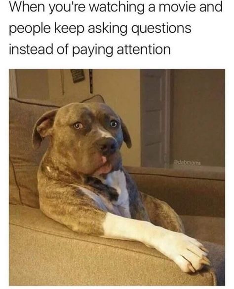 Funny Random Memes For A Good Time Cool Memes, Memes Br, Memes Humor, Funny Animal Memes, Funny Animal Pictures, Dog Memes, Memes Funny, Animal Memes, Mom Humor