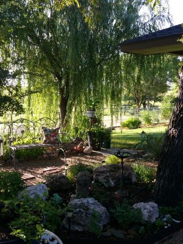 Weeping Willow td15 Weeping Willow Backyard, Weeping Willow Tree Front Yard, Willow Tree Garden Backyards, Willow Tree Backyard, Willow Trees Garden, Trees Garden, Lost Things, Willow Trees, Weeping Willow Tree