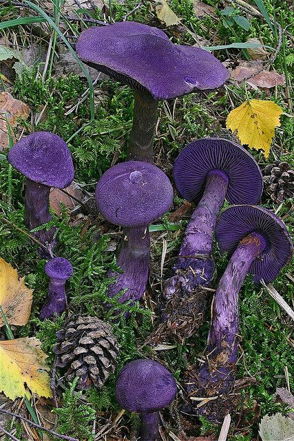 Wow! Pretty purple mushrooms! Cortinarius Violaceus (via Flickr) Purple Mushrooms, Beautiful Mushrooms, Mushroom Magic, Lichen Moss, Mushroom Pictures, Plant Fungus, Felting Ideas, Mushroom Fungi, Sketch Ideas