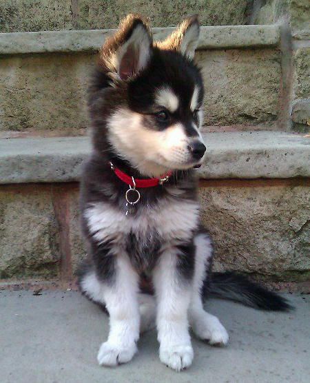 Alaskan Klee Kai. If we ever move to a house, I am getting one of these cuties. They look like puppies forever! Mini Husky, Alaskan Klee Kai, Puppies And Kitties, Husky Mix, A Husky, Husky Puppy, Blue Heeler, Cute Creatures, Newfoundland