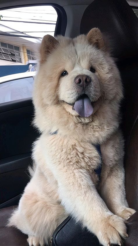 Chow Chow Dog Puppy, Perros Chow Chow, Chow Chow Puppy, Chow Chow Dogs, Cute Dogs Images, Very Cute Dogs, Really Cute Dogs, Cute Little Puppies