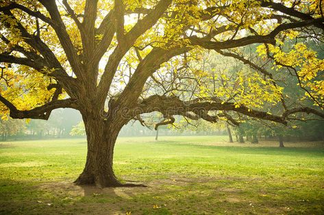 Golden Fall Foliage Autumn Yellow Maple Tree. On golf course fairway in seasonal , #AD, #Autumn, #Yellow, #Foliage, #Golden, #Fall #ad Maple Tree Tattoos, Willow Tree Wedding, Tattoo Tree, The Giving Tree, Tree Spirit, Easter Tree Decorations, Memory Tree, Single Tree, Ribbon On Christmas Tree