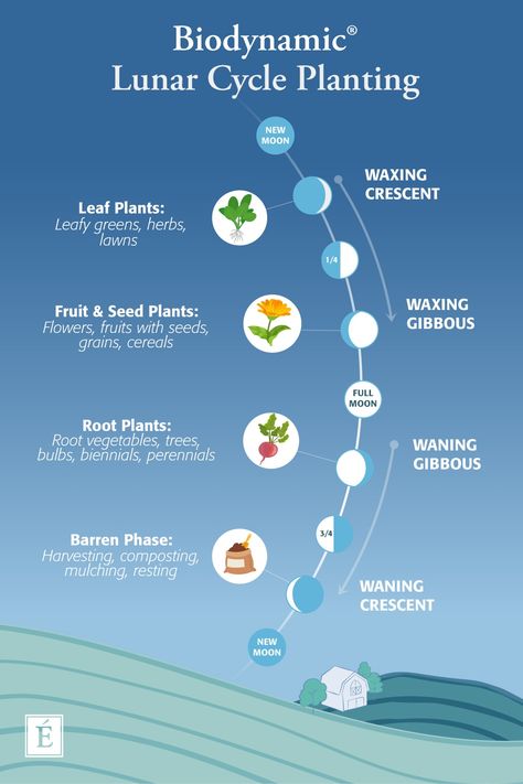 Bio Dynamic Gardening, Permaculture Layout, Lunar Gardening, Biodynamic Garden, Biodynamic Farming, Biodynamic Gardening, Types Of Farming, Regenerative Farming, Ocean Tides