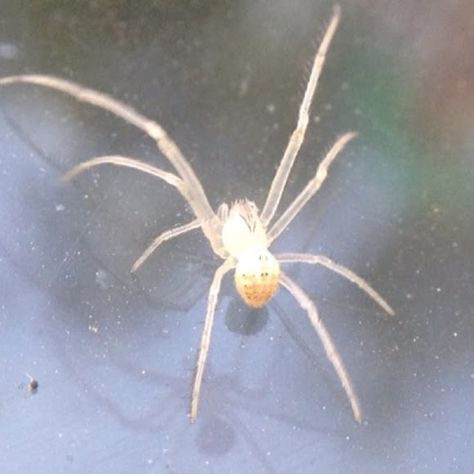 Tiny white spider | Project Noah Tiny Spiders, White Spider, Sting Like A Bee, Arthropods, Arachnids, Nature Lovers, Scientists, Nature Lover, Bugs