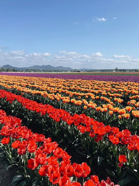 Out to See: Tulip Festival Roozengaarde (Washington State) - The Inspired Room Tulip Festival Washington, Tulip Farm, Pretty Soap, Tulip Festival, Happy Earth Day, Happy Earth, Better Homes And Gardens, Washington State, Earth Day