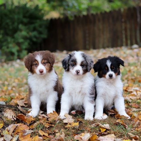 Meet the most lovable Mini Aussies! Your new adventure buddies await - they are overflowing with love and they have the most playful, lively spirits.❤🍂 Tap the link to learn more: https://www.mypupcentral.com/breeds/australian-shepherd-puppies #australianshepherd #australianshepherdpuppy #aussiepuppy #miniaussie #miniaustralianshepherd #farmdogs #herdingdogs #merleaussiepuppies #aussie #aussiepuppies #reputableaussiebreeders #companionpuppies #adventurousdogs #loyaldogs #intelligentdogs #h... Australian Shepherd Lab Mix, Mini Aussie Shepherd, Mini Aussie Puppy, Mini Aussies, Dog Shelter, Aussie Shepherd, Australian Shepherd Puppy, Aussie Puppies, Mini Aussie