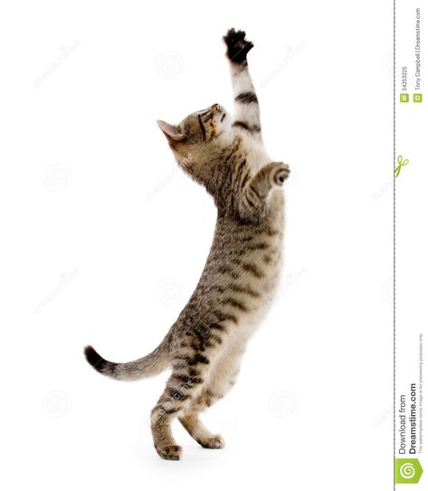 Cute Tabby Kitten Royalty Free Stock Photo - Image: 34253225 Cat Jumping, Cat Anatomy, Cat Reference, Tabby Kitten, Cat Stands, Drawing Faces, Cat Pose, Kittens Playing, Cat Photography