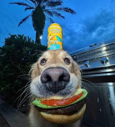 Happy National Cheeseburger Day 🍔 ***The burger and beer are just props*** #dogselfies #dogsofinstagram #goldenretriever #dogsoforlando #dogsofflorida Roxy Photoshoot, Burger Dog, Silly Animal Pictures, National Cheeseburger Day, Dog Breeds List, Goofy Dog, Famous Dogs, Very Cute Dogs, Really Cute Dogs