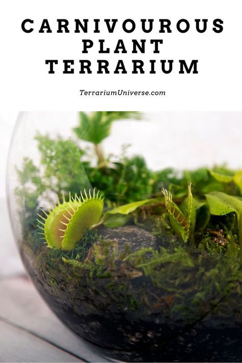 This guide will show you the best way to build a carnivorous plant terrarium at home! Updated for first time terrarium lovers. Carnivore Plant Terrarium, Carnivore Terrarium, How To Set Up A Terrarium, Diy Plant Terrarium How To Make, Carnivorous Terrarium Ideas, How To Build A Terrarium, Cactus Terrarium Ideas, Open Terrarium Ideas, Small Closed Terrarium