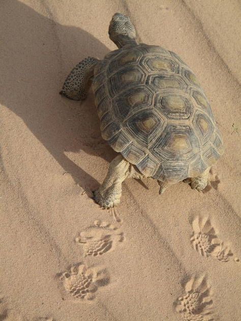 California desert tortoise :: love their footprints Russian Tortoise, Tortoise Care, Tortoise Habitat, Desert Tortoise, Desert Animals, Tortoise Turtle, Terrapin, California Desert, Turtle Love