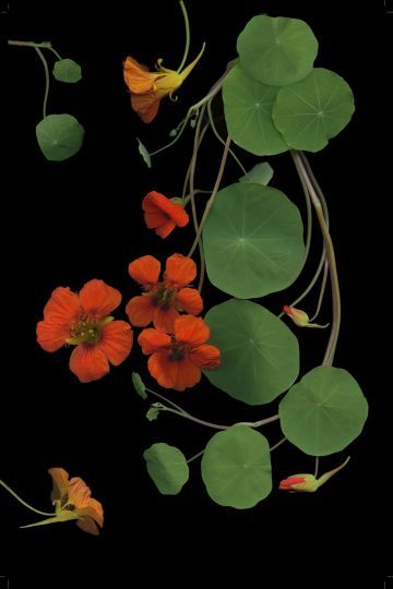 Nasturtium Botanical Illustration, Nasturtium Flower Illustration, Nasturtium Photography, Nasturtium Art, Mary Kocol, Nasturtium Tattoo, Nasturtium Leaves, Nasturtium Flower, Photography Magazine