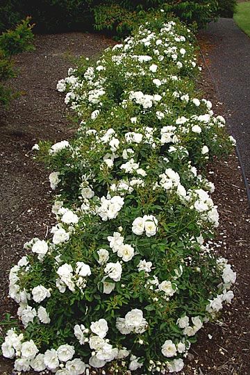 White Flower Carpet Rose Carpet Roses, Drift Roses, Ground Cover Roses, Flower Carpet, Wallpaper Flower, Front Landscaping, Moon Garden, White Garden, Ground Cover Plants