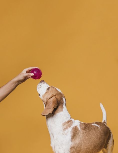 Dogs Playing, Dog Toy Photography, Happy Dog Photography, Dog Agility Photography, Dog Playing With Ball, Dog Running Photography, Dog Action Photography, Surprised Dog, Abyssinian Kittens