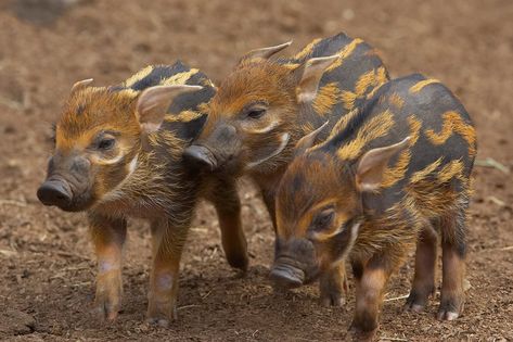 Red River Hog, Feral Pig, Elephant Shrew, Wild Pig, Wild Hog, Amazing Animal Pictures, Tropical Animals, Baby Pigs, Red River