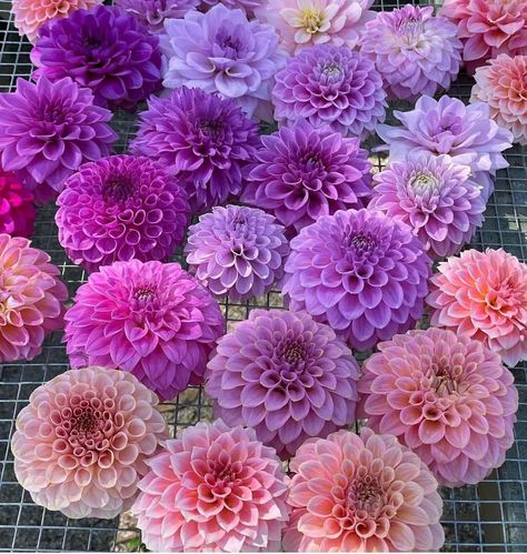 Flowers Dahlias, Purple Dahlia, Dahlias Garden, Favourite Flowers, Making A Bouquet, Victorian Flowers, Pink And Purple Flowers, Winter Wedding Inspiration, Flower Therapy