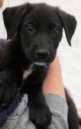 Lab Pitbull Mix Puppy, Black Small Dog, Dragon Slippers, Pitbull Mix Puppies, Small Black Dog, Black Lab Mix, Milk Truck, Black Labs Dogs, Black Labrador Dog