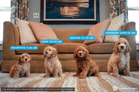 Best Aussiedoodles and Mini Aussiedoodles for Sale — Crockett Doodles Yorkie Poo Puppies, Irish Doodle, Yorkie Poodle, Crockett Doodles, Maltipoo Puppies For Sale, Cavapoo Puppies For Sale, Bernedoodle Puppy, Cockapoo Puppies, Maltipoo Puppy