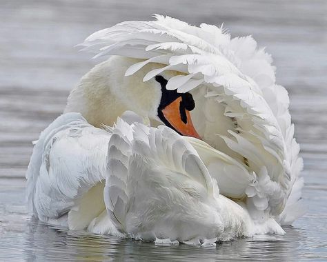 Heavenly Creatures, Swan Painting, Swans Art, Mute Swan, Poison Apple, Beautiful Swan, White Swan, Funny Birds, Back View