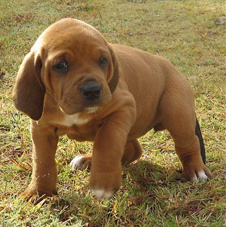 Redbone Coonhound puppy... Oh my gosh adorable! We might be getting one of these someday Red Bone Coonhound, Coonhound Puppy, Redbone Coonhound, Hound Puppies, Red Bone, Puppy Photos, Puppy Pictures, Look At You, Animals Friends