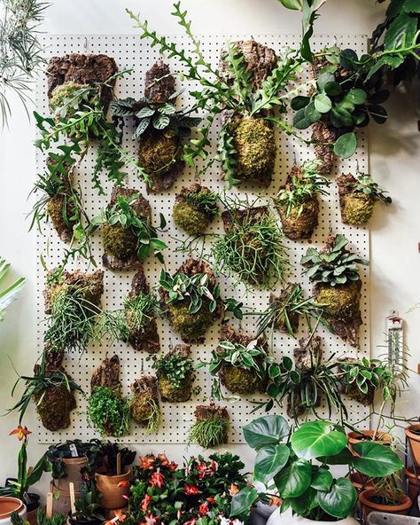 When our production team gets the pegboard packed with mounted plants itll stop you in your tracks. Lucky to have such a talented staff Pegboard Plant Wall, Pegboard Plants, Pothos Moss Pole, Air Plant Display, Plant Lighting, Hydroponic Gardening, Room With Plants, Cactus Y Suculentas, Grow Lights