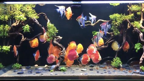 Discus Tank, Discus Aquarium, Fish Tank Themes, Aquarium Set, Amazing Aquariums, Cool Fish Tanks, Fish Tank Design, Tropical Freshwater Fish, Fresh Water Fish Tank