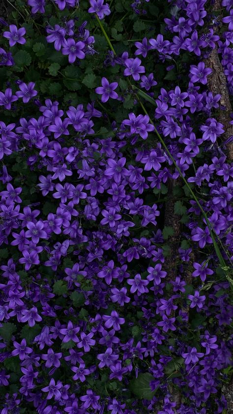 Pretty purple flowies Nature, Tessa Tiktok, Purple Flowers Aesthetic Wallpaper, Eloise Wallpaper, Violet Flower Wallpaper, Flower Wallpaper Purple, Purple Flower Aesthetic, Purple Flowers Aesthetic, Purple Flower Wallpaper