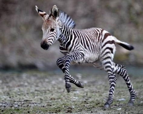 20 Animals You Never See As Babies - The Dodo Baby Zebra, Africa Safari, Baby Animals Funny, Amazing Animals, Animal Planet, Zebras, Cuteness Overload, Animal Photography