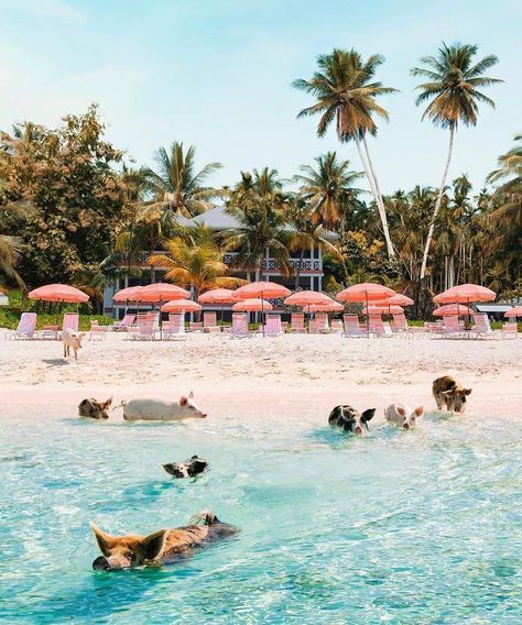 Bahamas beach with piglets Pig Beach Bahamas, Bahamas Pigs, Pig Beach, Bahamas Beach, Summer Haze, Pastel Beach, Coastal Holiday, Beach Hut, Romantic Dates