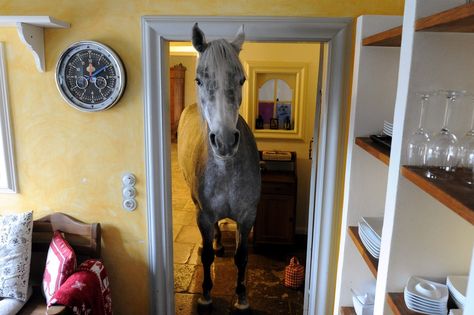 This Horse Lives Inside Its Owner's House. - Photo Journal - WSJ Equestrian Memes, House Meme, Dunedin New Zealand, Inside A House, House Funny, Loyal Dogs, Weird News, Horse Life, Cute Animal Pictures