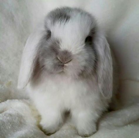 White Eared Lilac Magpie Mini Lop | Omg is this bun bun freaking adorable! Baby Bunnies, Lop Bunnies, Mini Lop, Holland Lop, Bunny Pictures, Pet Bunny, Haiwan Peliharaan, Funny Bunnies