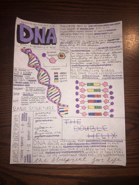 Submitted By Design, Dna Notes Biology Aesthetic, Dna Aesthetic Notes, Bio Chemistry Notes, Anatomy Journal Aesthetic, Dna And Rna Notes, Ap Biology Unit 1, Dna Notes Aesthetic, Medical Notes Ideas