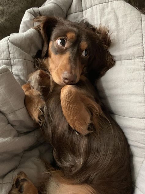 Weenie Dogs, Pretty Animals, Cute Animals Images, Dachshund Puppies, Dachshund Puppy, Fluffy Animals, Cute Animal Photos, Cute Creatures, Animals Images