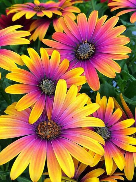 African Daisy, Holguin, Daisy Painting, Beautiful Flowers Wallpapers, Daisy Flowers, Kitchen Garden, Exotic Flowers, Flowers Nature, Beautiful Blooms