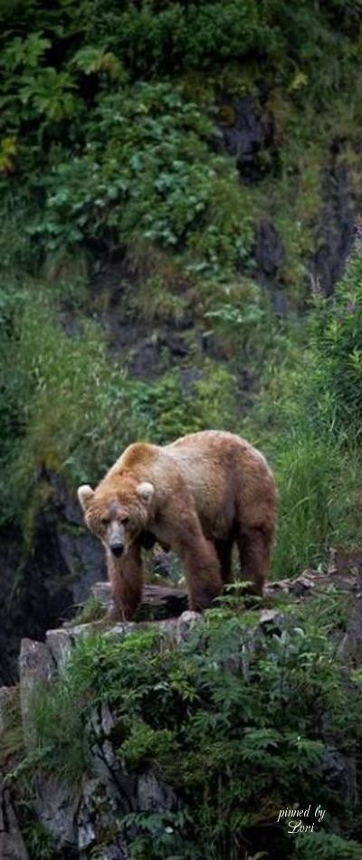 Brown Bear Kodiak Island, Bear Standing, Kodiak Bear, Bear Pictures, Grizzly Bear, Wild Life, Animal Photo, Black Bear, Nature Animals